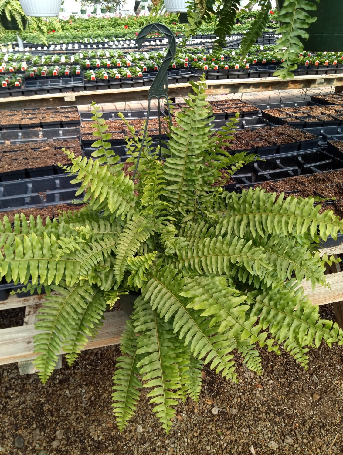Boston Fern