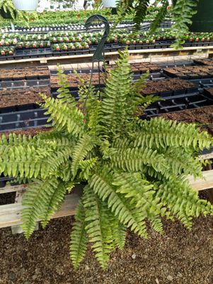 Boston Fern