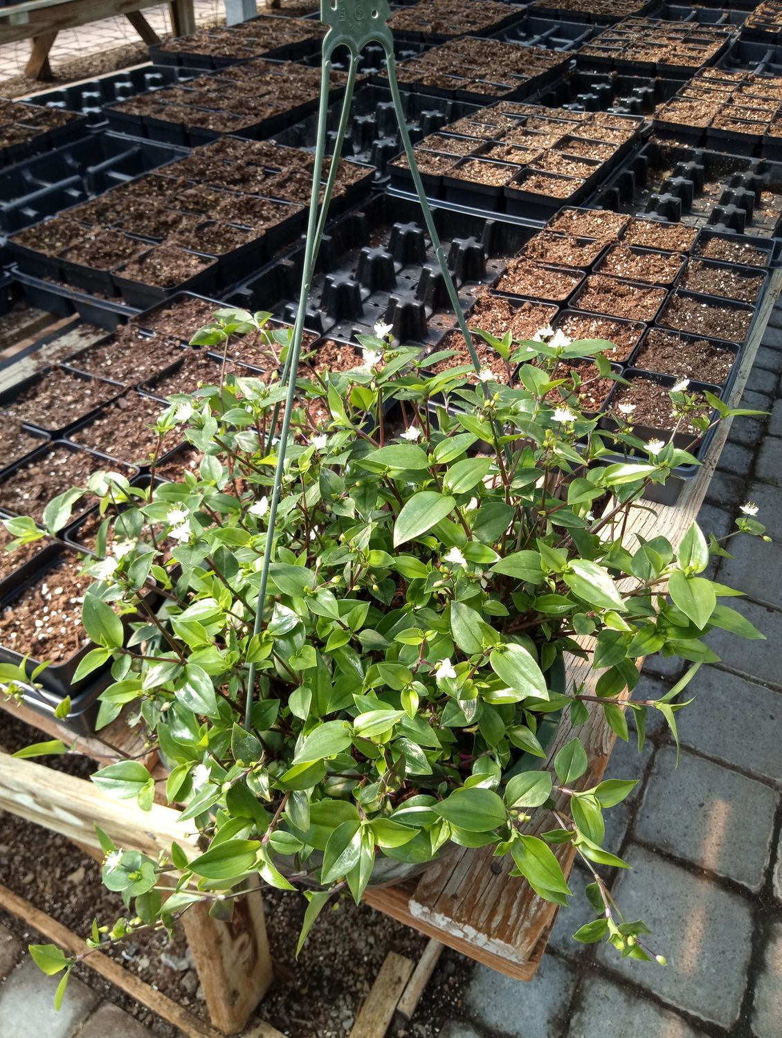 Bridal Veil House Plant 