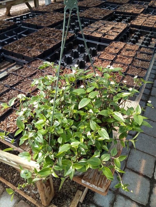 Bridal Veil House Plant 