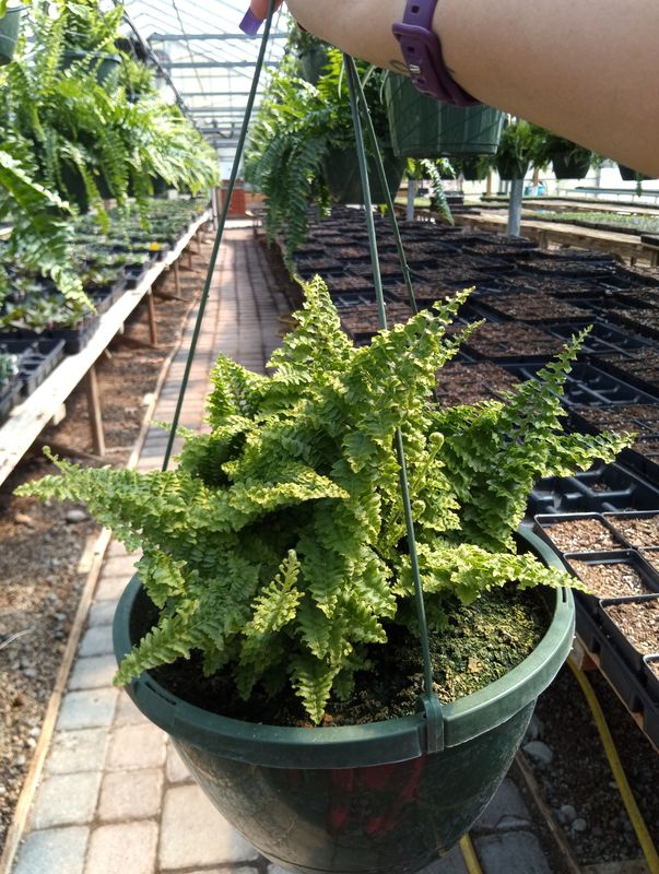 Curly Fern House Plant