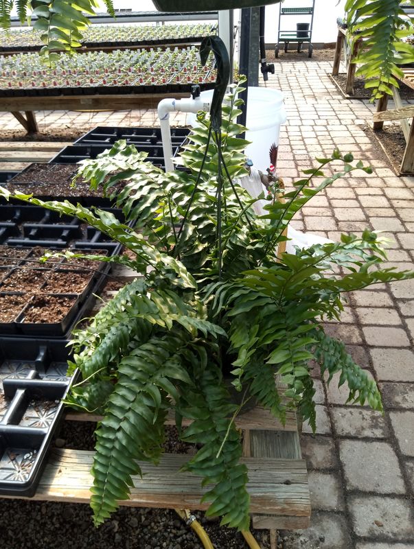Macho Fern House Plant