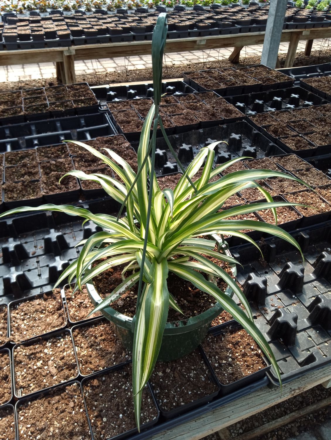 Spider House Plant