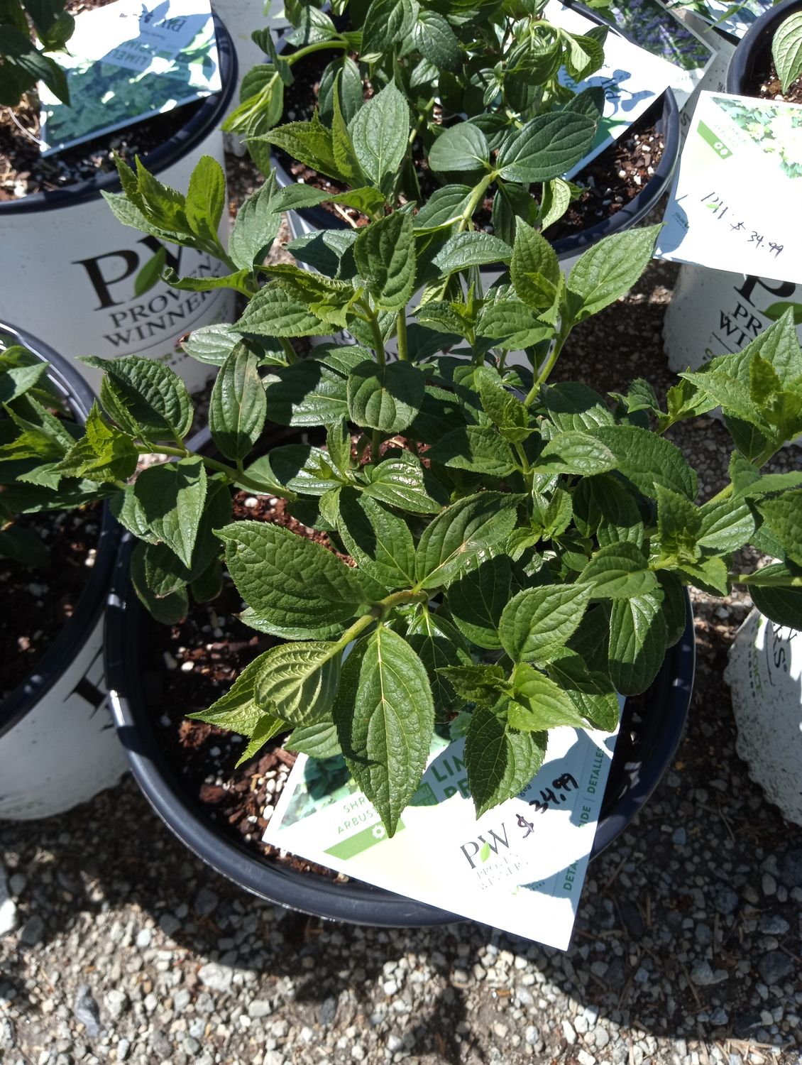 Hydrangea Panicle Limelight Prime