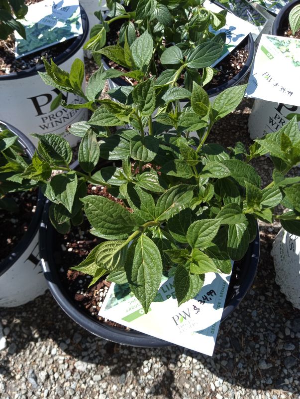 Hydrangea Panicle Limelight Prime