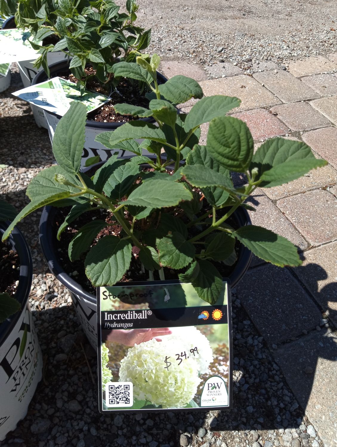 Hydrangea Incrediball