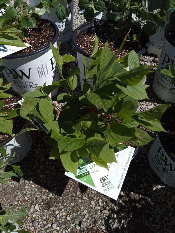 Sweetspire Little Henry