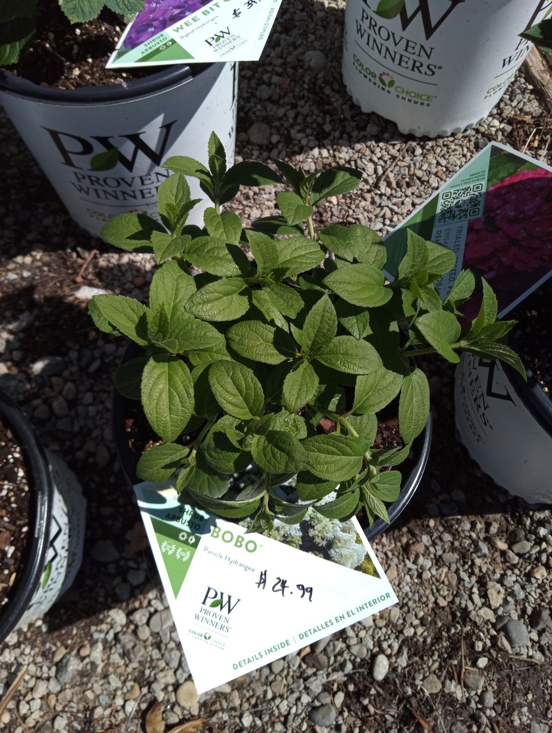 Hydrangea Panicle Bobo
