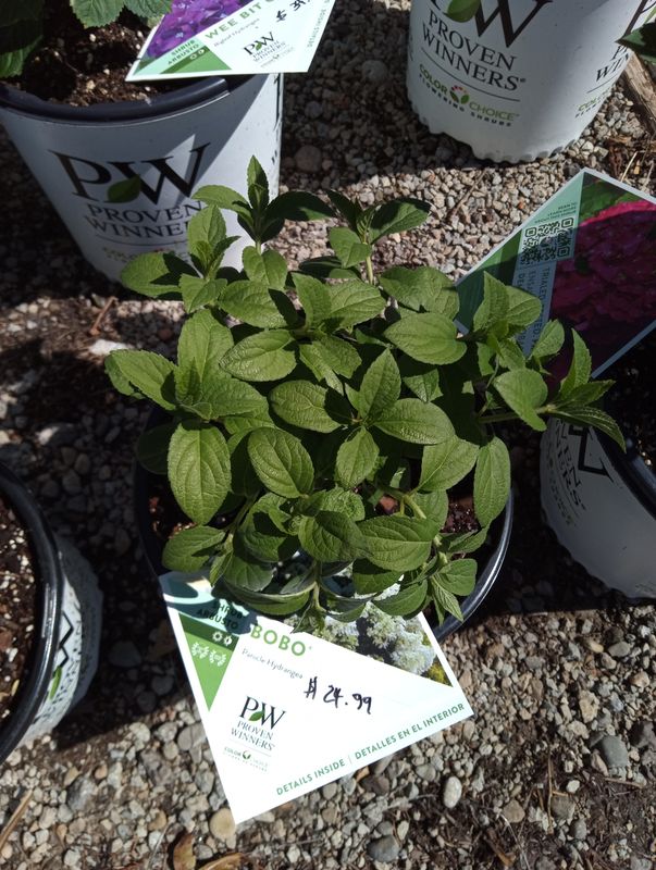 Hydrangea Panicle Bobo