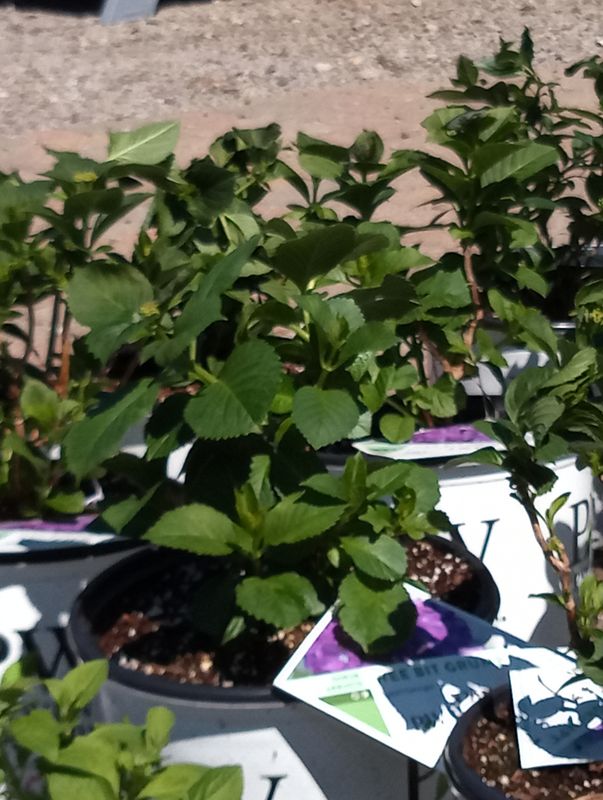 Hydrangea Bigleaf Wee Bit Grumpy