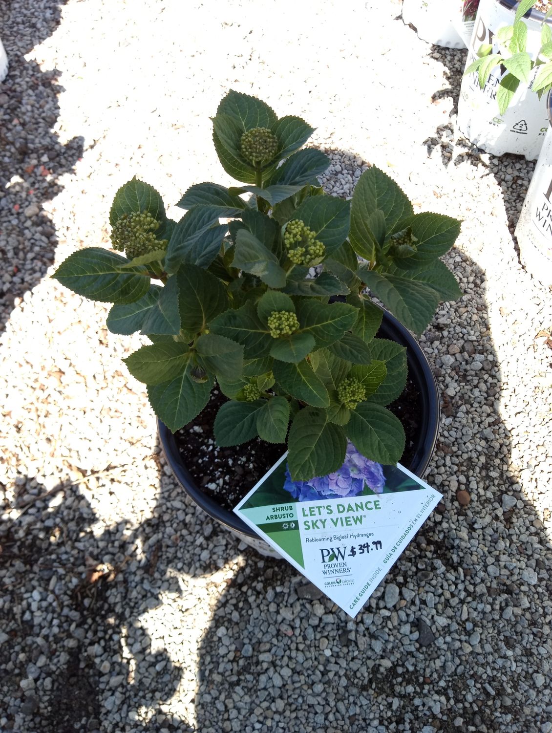 Hydrangea Bigleaf Reblooming Lets Dance Sky View