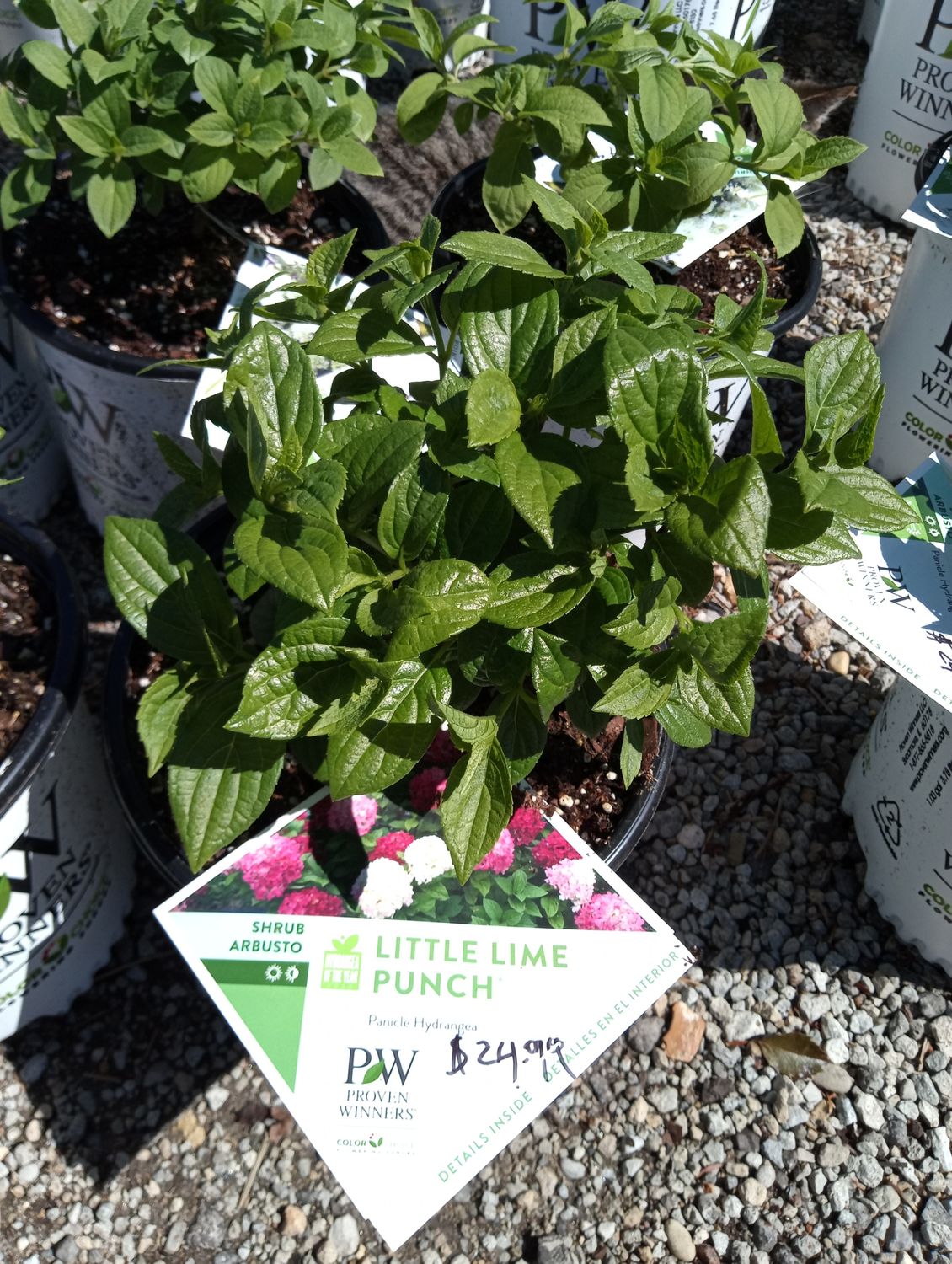 Hydrangea Panicle Little Lime Punch
