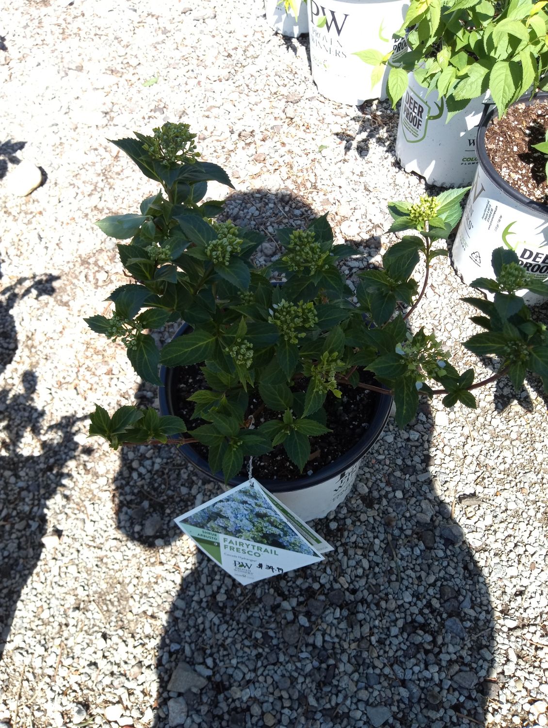 Hydrangea Cascade Fairytrail Fresco