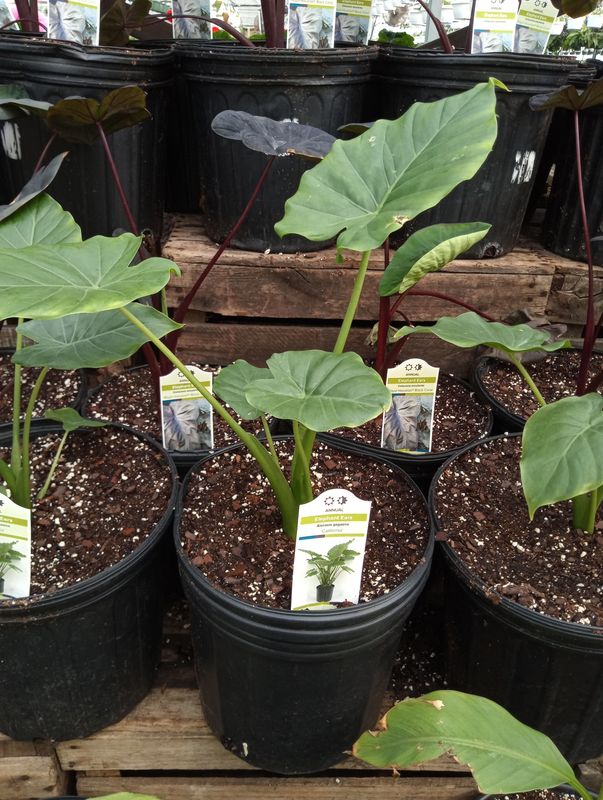 Elephant Ears alocasia (Annual)