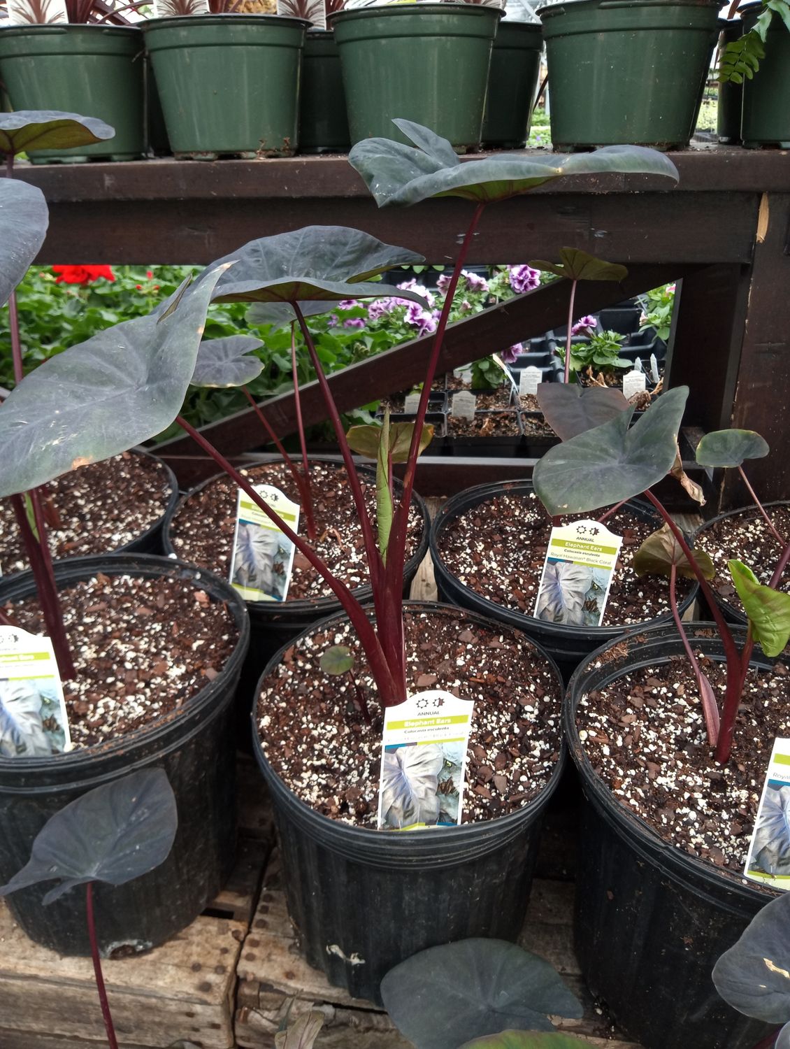 Elephant Ears Colocasia (Annual)