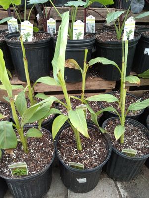 Hardy Banana Tree (Perennial
