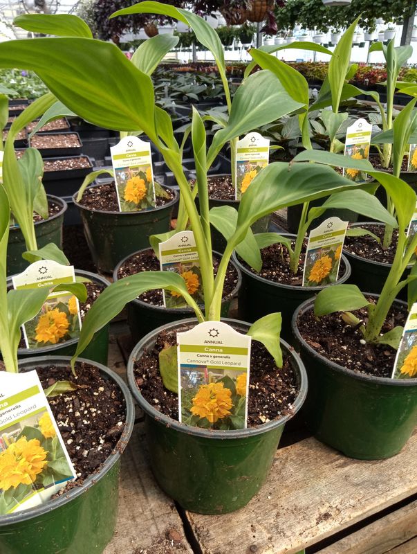 Canna (Annual)
