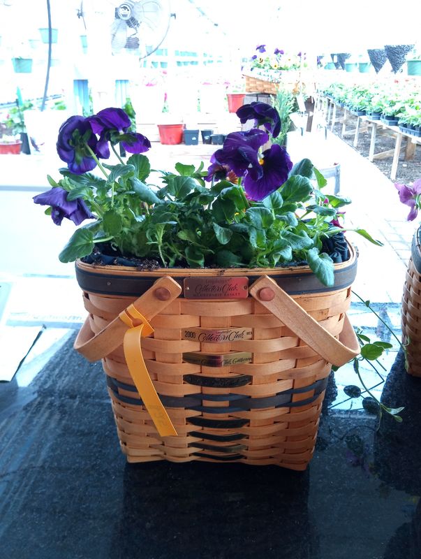 Pansies Window Basket (Easter Special)