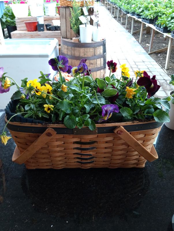 Pansies picnic large Basket 🧺 (Easter Special)