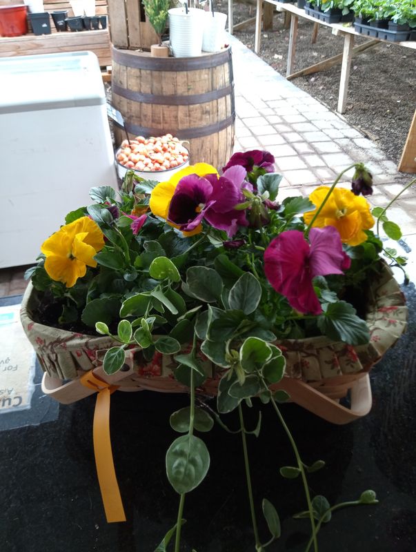 Pansies picnic small Basket (Easter Special)