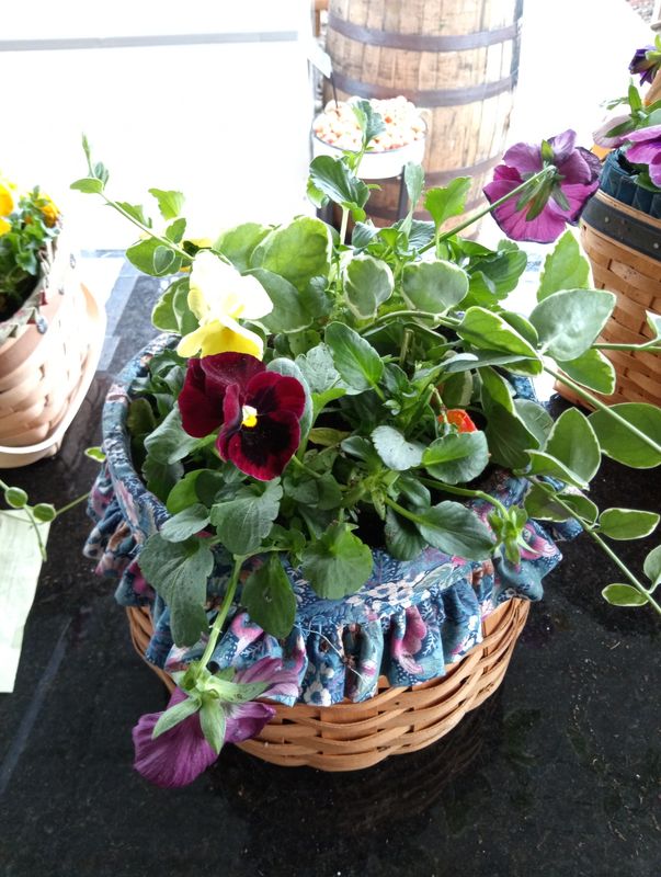 Pansies Honeypot Basket (Easter Special)