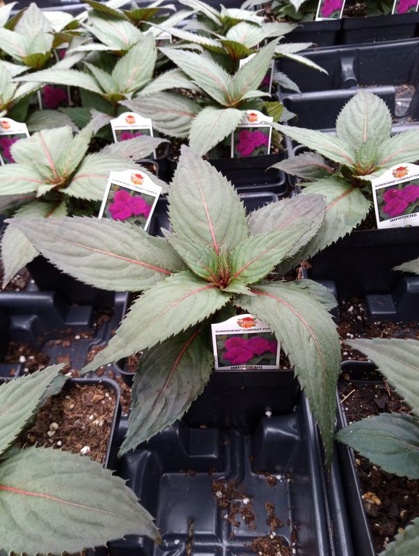 Sunpatiens Compact Purple