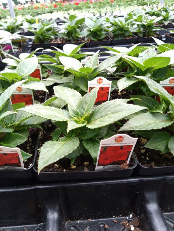 Sunpatiens Compact Electric Orange