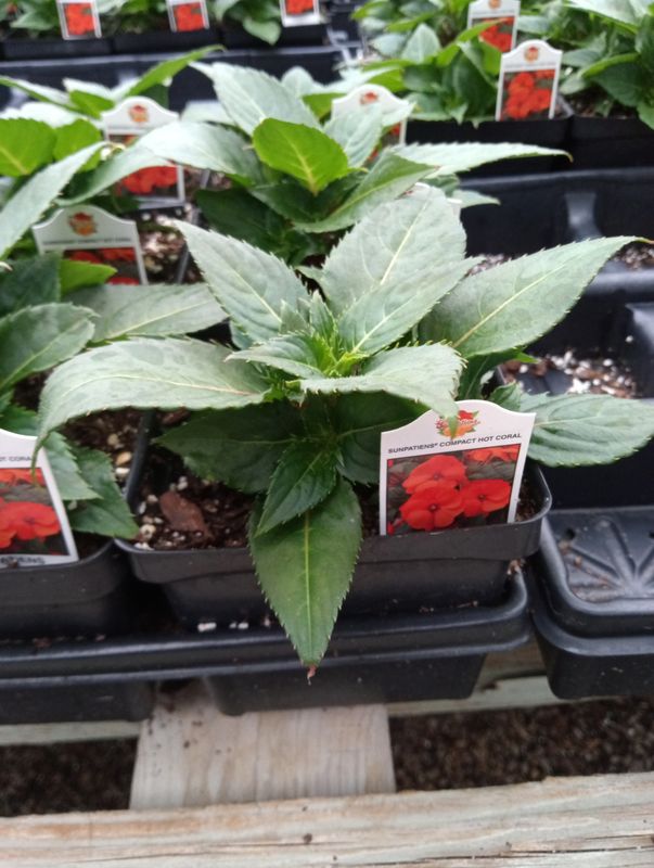 Sunpatiens Compact Hot Coral