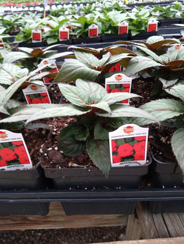 Sunpatiens Compact Deep Red