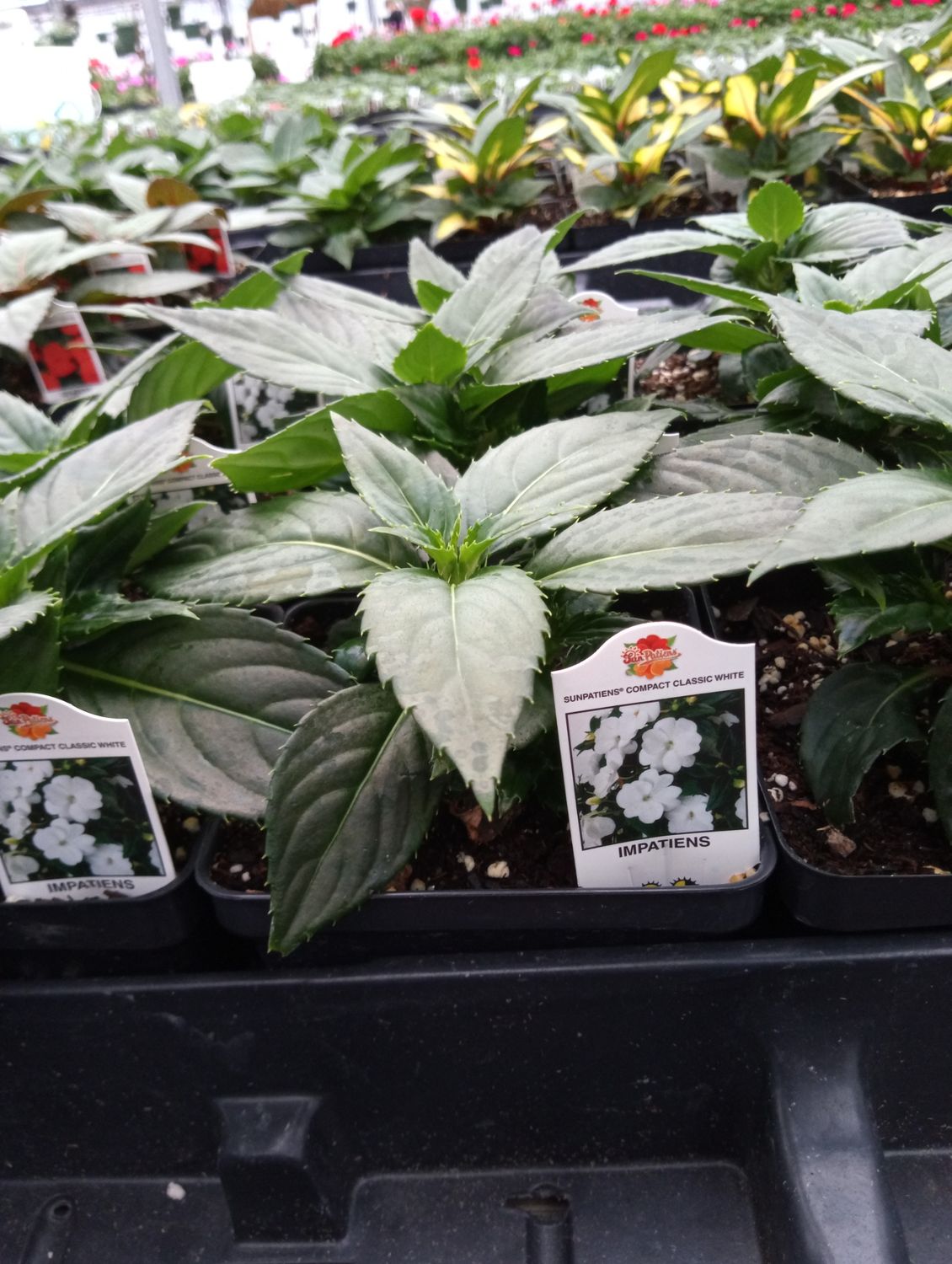 Sunpatiens Compact Classic White