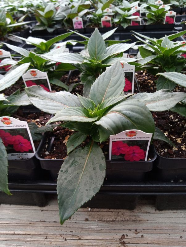 Sunpatiens Compact Rose Glow