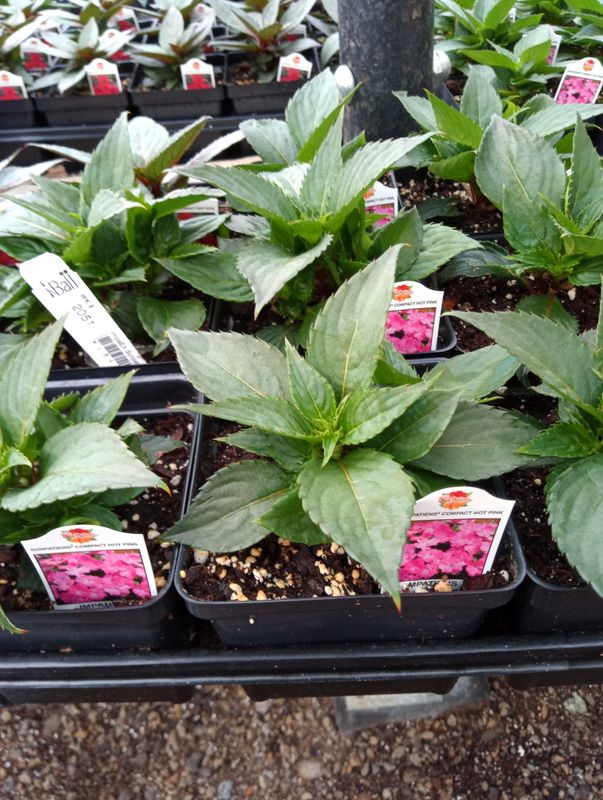 Sunpatiens Compact Hot Pink