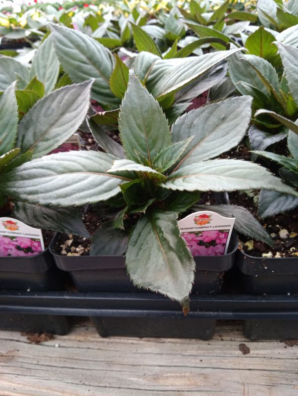 Sunpatiens Compact Lavender