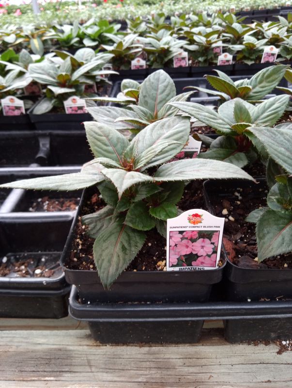 Sunpatiens Compact Blush Pink