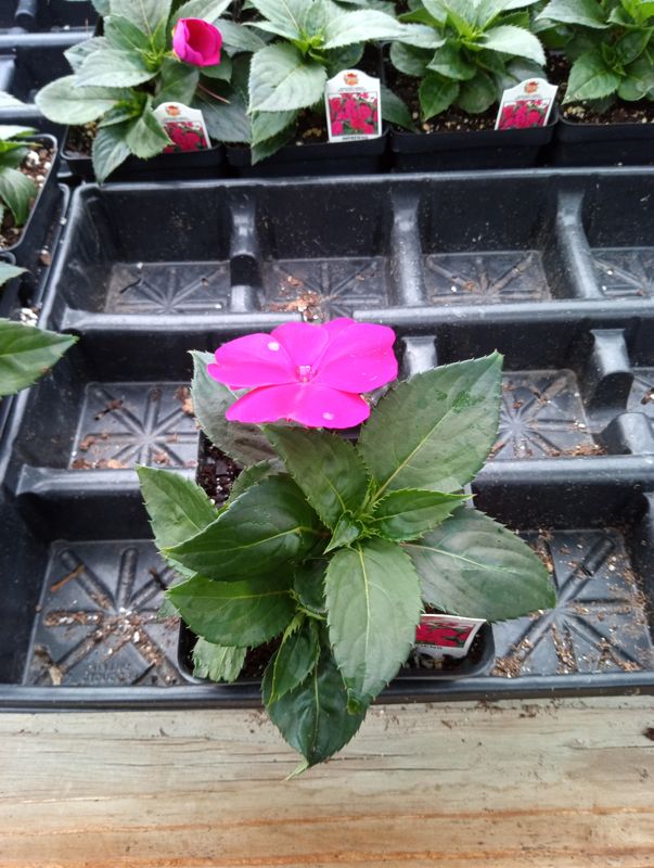 Sunpatiens Compact Royal Magenta