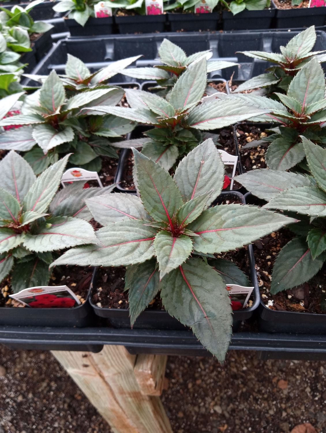 Sunpatiens Compact Deep Rose