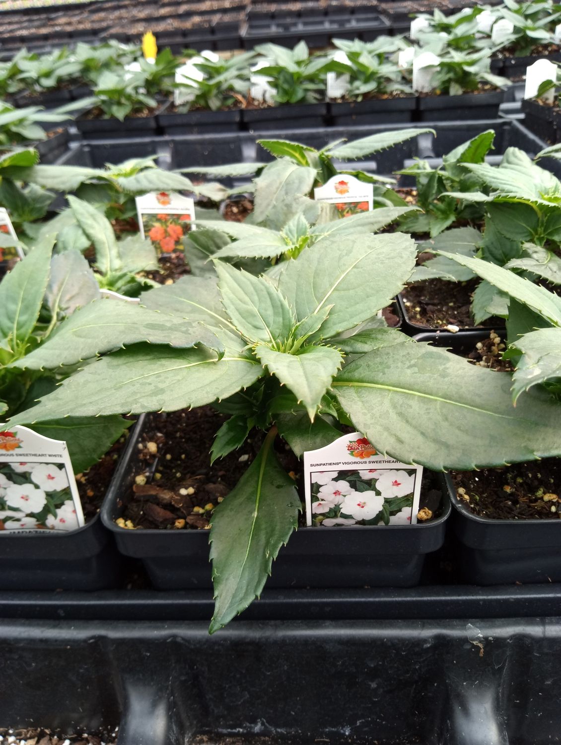 Sunpatiens Vigorous Sweetheart White