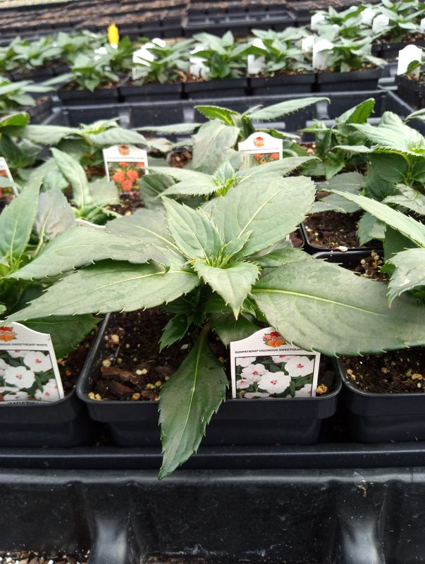 Sunpatiens Vigorous Sweetheart White