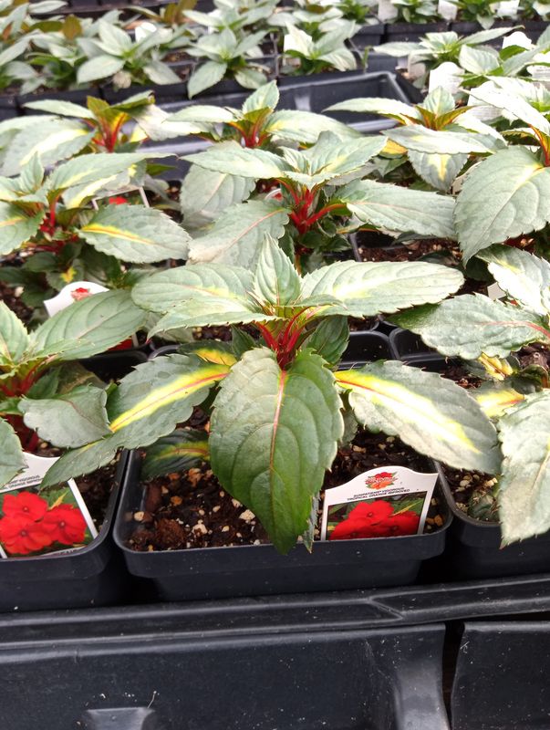 Sunpatiens Vigorous Tropical Orange