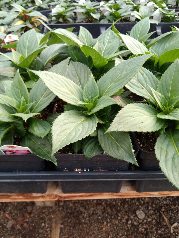 Sunpatiens Vigorous Pretty Pink
