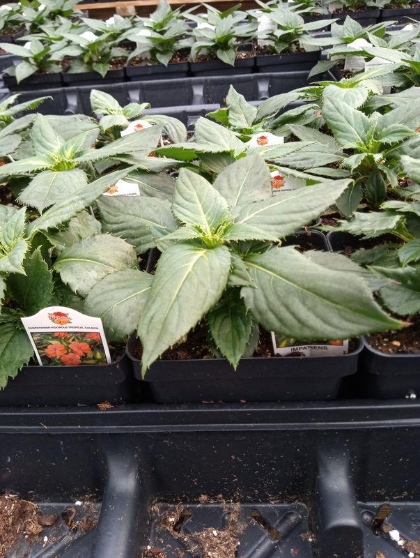 Sunpatiens Vigorous Tropical Salmon