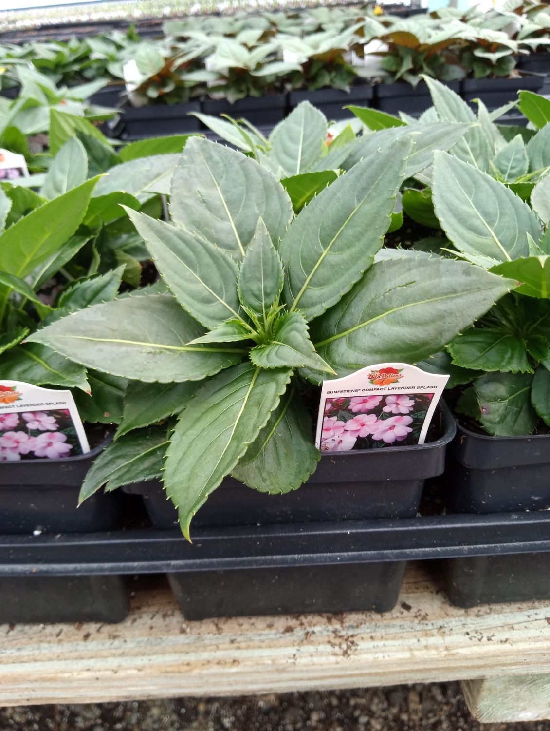 Sunpatiens Compact Lavender Splash