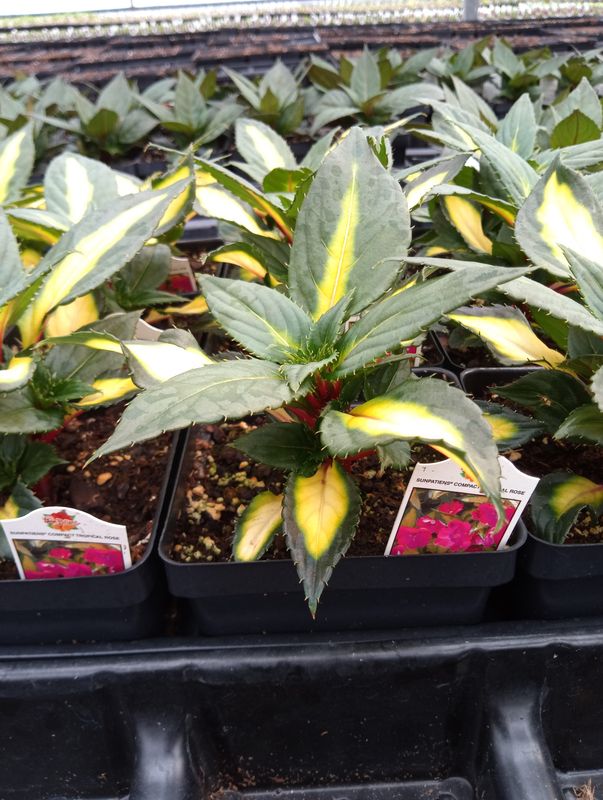 Sunpatiens Compact Tropical Rose