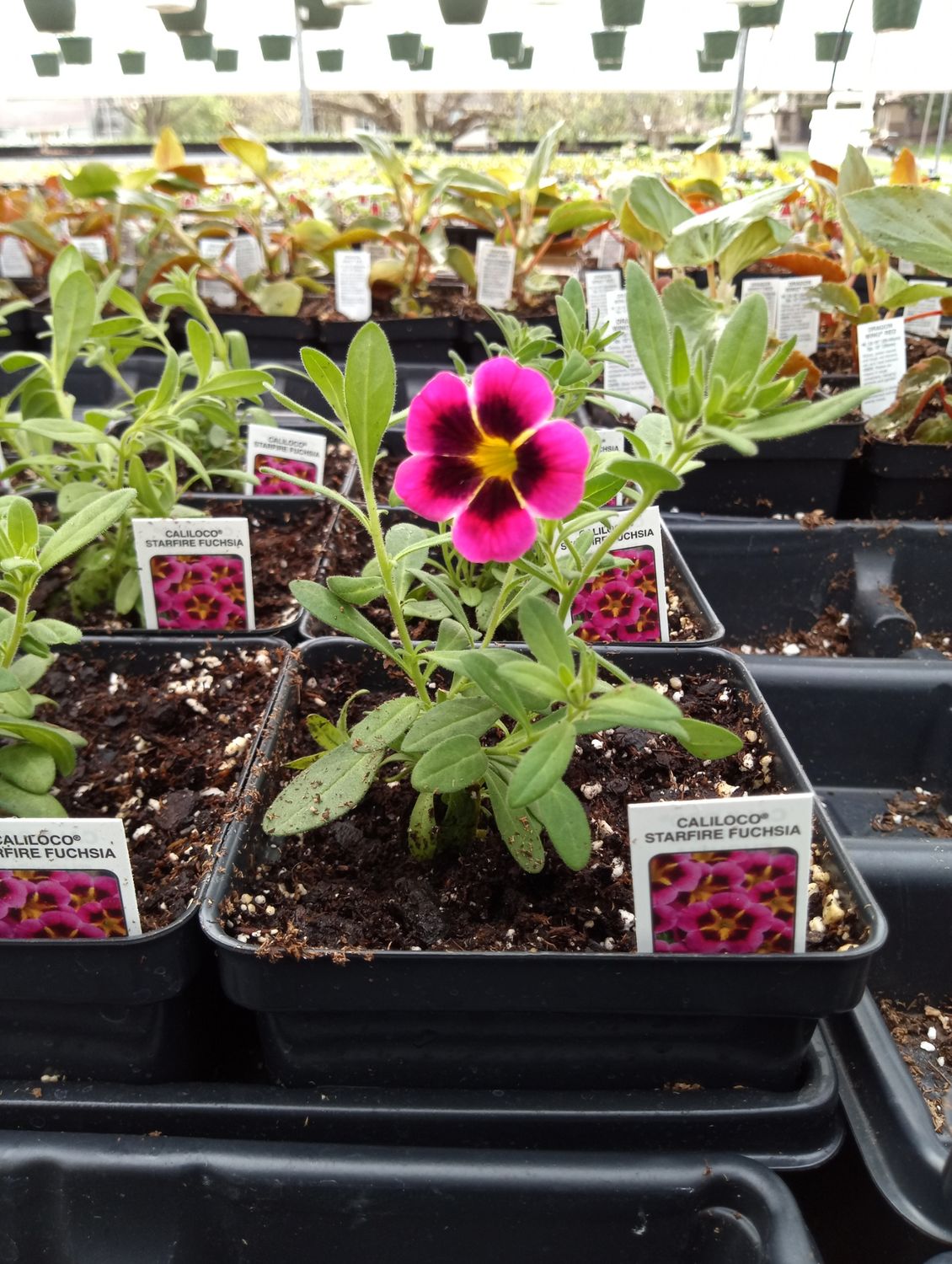Calibrachoa Starfire Fuchsia
