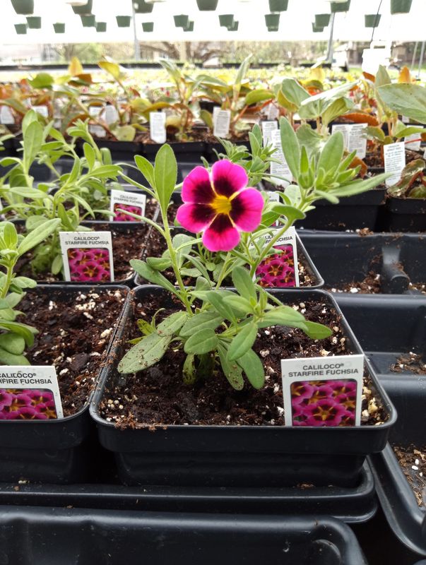 Calibrachoa Starfire Fuchsia