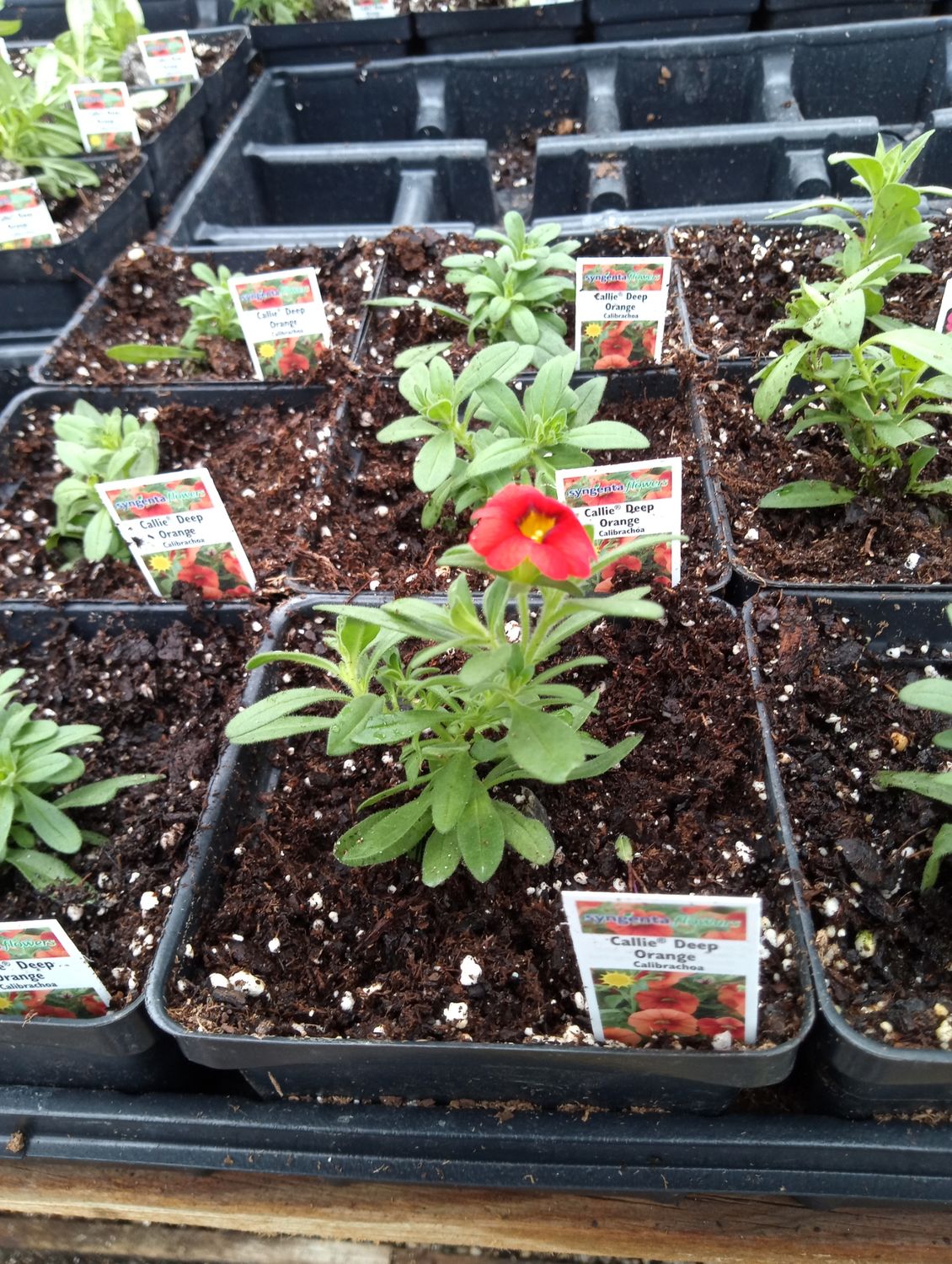 Calibrachoa Callie Deep Orange