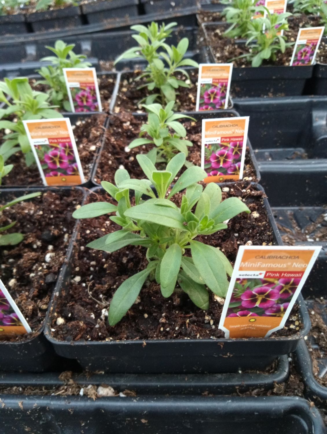 Calibrachoa Pink Hawaii
