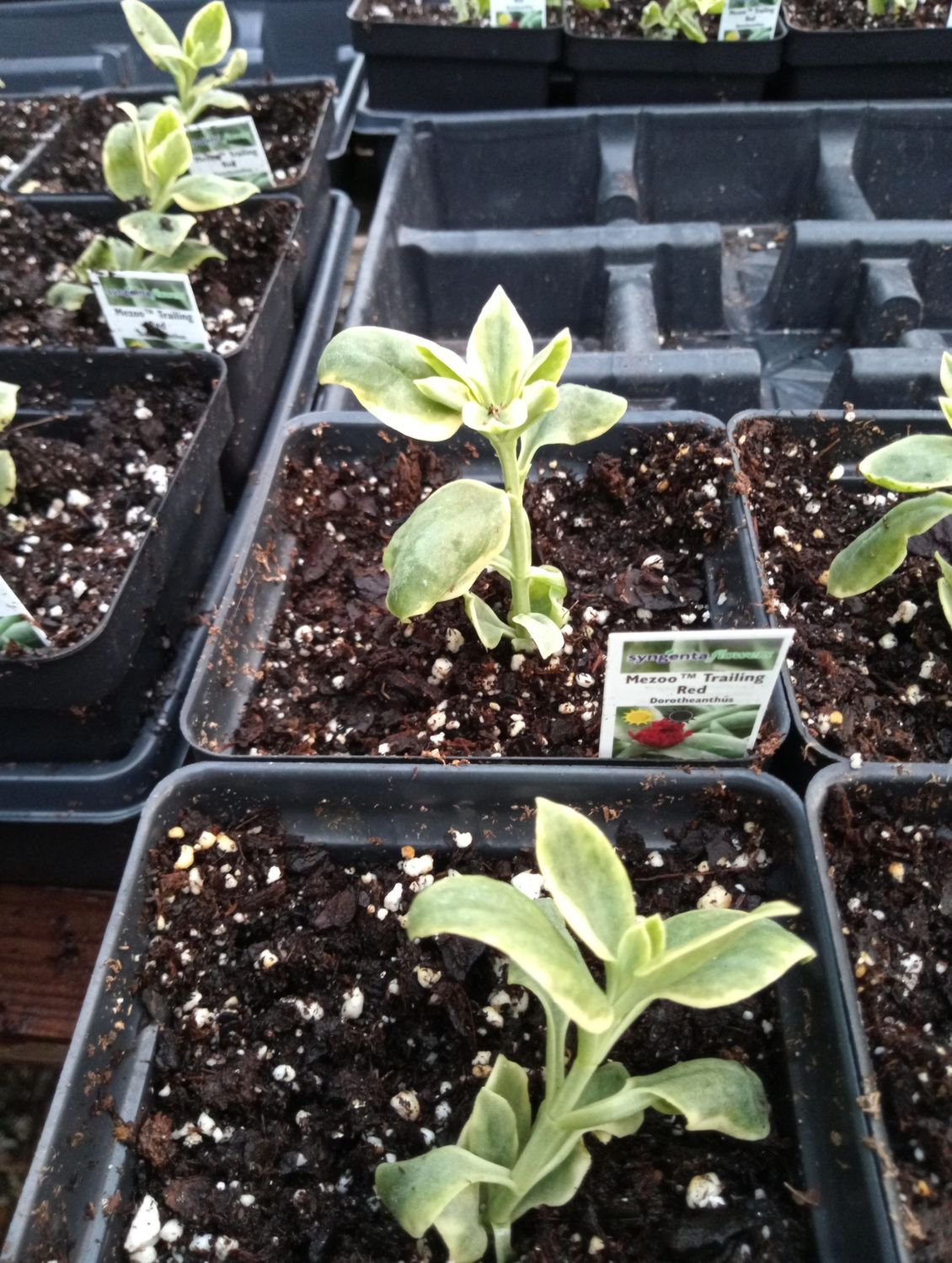 Dorotheanthus Mezoo Trailing Red
