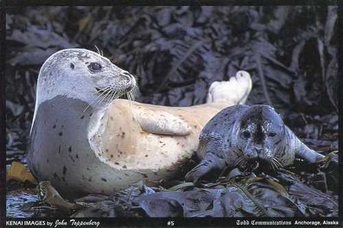 005 Seal Love
