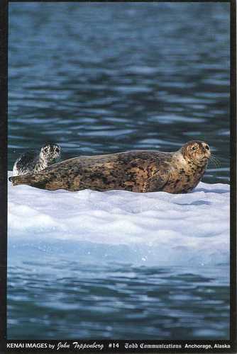 014 Seals on Ice